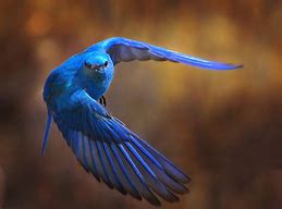 Bluebird